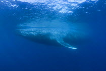 Blue whale (Balaenoptera musculus) California, USA, Endangered