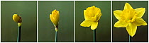 Time lapse shots of Daffodil flower opening sequence(Narcissus sp) UK