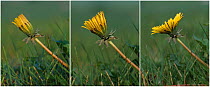 Time lapse sequence of Dandelion flower opening over period of about 45 minutes (Taraxacum vulgaria) UK