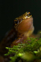 Palmate newt (Triturus helveticus) male on moss, Captive, UK