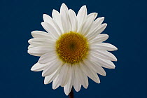 Marguerite / Oxeye daisy (Leucanthemum vulgare) UK