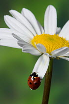 Seven spot ladybird (Coccinella septempunctata) on Marguerite / Oxeye daisy, UK