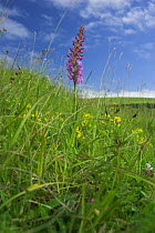Fragrant orchid (Gymnadenia conopsea) on downland, Castle Hill NNR, Sussex, UK