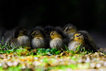 Mallard ducklings (Anas platyrhynchos) sleeping huddled together, Brownsea Island, Dorset, UK