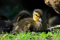 Mallard duckling (Anas platyrhynchos) Brownsea Island, Dorset, UK
