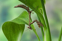 Tanzanian bush mantis (Polyspilota sp) Captive