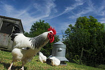 Light Sussex free range Domestic chicken / hen {Gallus gallus domesticus} UK