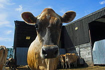 Jersey dairy cow in farmyard {Bos taurus} UK