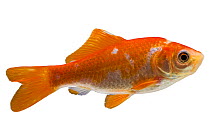 Goldfish (Carassius auratus) captive