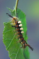 Common vapourer moth caterpillar (Orgyia antiqua) on birch leaf, UK