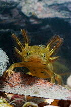 Great crested newt (Triturus cristatus) juvenile underwater, captive