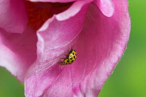 22-spot ladybird (Thea vigintiduopunctata) on pink Japanese anemone flower, UK