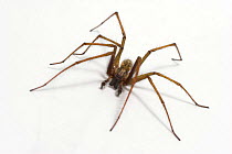 House spider {Tegenaria duellica} or {Tegenaria gigantea} Captive