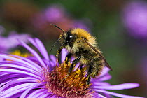 Common carder bee (Bombus pascuorum) feeding on Michaelmas daisy, UK