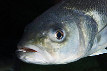Sea bass (Dicentrarchus labrax) Captive