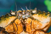 Close up of mouthparts of Green shore crab (Carcinus maenas) Captive