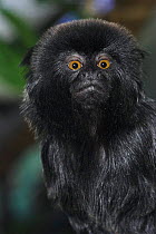 Goeldi's monkey / marmoset (Callimico goeldii) Captive. Native to South America