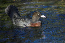 New Zealand blue duck (Hymenolaimus malacorhynchos) Vulnerable. Captive.