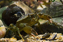 Green shore crab (Carcinus maenas)  in rock pool,  Sussex, UK