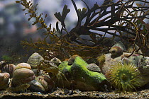 Green shore crab (Carcinus maenas) in rock pool with Beadlet anemone (Actinia equina), Common limpet (Patella vulgata), American slipper limpet (Crepidula fornicata), flat top shell (Gibbula umbilical...