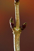 Elder (Sambucus nigra) buds in winter, UK
