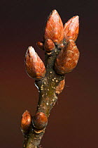 Sessile oak (Quercus petraea) buds in winter, UK