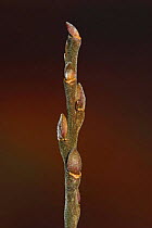 Osier (Salix viminalis) buds in winter, UK