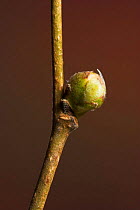 Common hazel (Corylus avellana) bud in winter, UK
