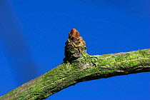 Ginkgo (Ginkgo biloba) bud in winter, UK