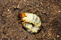 Common cockchafer / May bug (Melolontha melolontha) larva in rotten log, Dorset, UK