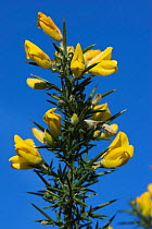 Gorse in flower (Ulex europaeus) UK