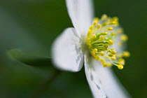 Wood anemone flower (Anemone nemorosa) soft focus, UK