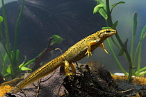 Palmate newt (Triturus helveticus) female underwater, Captive