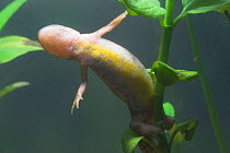 Palmate newt (Triturus helveticus) female underwater laying eggs on aquatic plant, captive