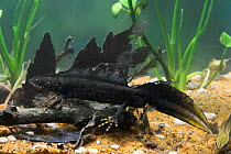Great Crested Newt (Triturus cristatus) male in breeding colours with Palmate newt (Triturus helveticus) near tail showing size difference, Captive