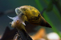 Great Pond Snail (Lymnaea stagnalis) UK