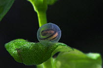 Egg of Palmate newt (Triturus helveticus) laid underwater on leaf of aquatic plant, captive