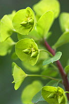 Wood spurge (Euphorbia amygdaloides) Kent, UK