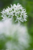 Wild garlic / ramsons (Allium ursinum) Kent, UK