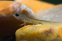 Palmate newt (Triturus helveticus) eft or newt-pole, note that newts, unlike frogs, grow their front legs first, Captive