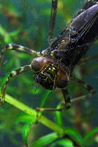 Larva of Brown Hawker dragonfly (Aeshna grandis) Captive