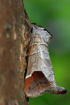 Chocolate tip moth (Clostera curtula) female, Dorset, UK