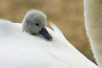 Mute swan (Cygnus olor) cygnet on mother's back, Abbotsbury, Dorset, UK