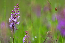 Fragrant orchid (Gymnadenia conopsea) Sussex Downs AONB, UK