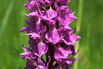 Southern marsh orchid (Dactylorhiza praetermissa) Vale of Neath, south Wales, UK
