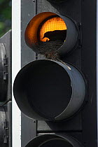 Blackbird (Turdus merula) female nesting in traffic light, Brighton, Sussex, UK