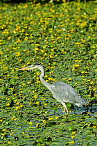 Grey Heron {Ardea cinerea} wading in pond of Fringed water Lily, UK.