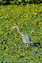 Grey Heron {Ardea cinerea} in pond full of Fringed water Lily, UK.