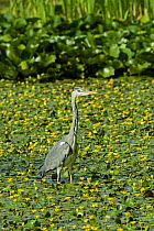 Grey Heron {Ardea cinerea} wading in pond full of Fringed water Lily, UK.