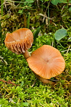 Toadstool {Laccaria proxima} Dartmoor, UK.